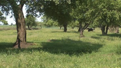 Корова, над якою знущались, паслась на громадському пасовищі. Корова, над якою знущались, паслась на громадському пасовищі.