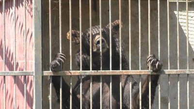 На Запоріжжі трьох левів та шістьох ведмедів віддають у добрі руки