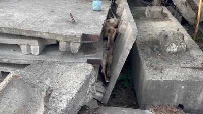 Під Житомиром врятували тварину, яка місяць пролежала затиснутою між бетонними плитами Під Житомиром врятували тварину, яка місяць пролежала затиснутою між бетонними плитами