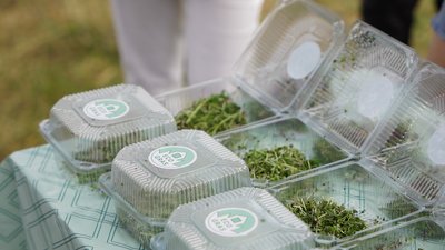 Учні Стадницької гімназії на Вінниччині вирощують мікрозелень
