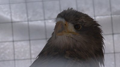 Орлан Галя Орлан Галя