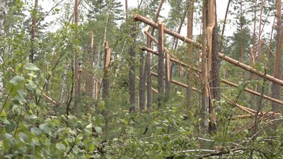 Буревій в лісі Рівне