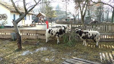 У Миколаївському зоопарку приймають ялини, які лишилися після новорічно-різдвяних свят У Миколаївському зоопарку приймають ялини, які лишилися після новорічно-різдвяних свят