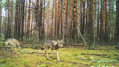 Здичавілі корови, рисі, вовки, лисиці: як живуть у Чорнобильській зоні відчуження Здичавілі корови, рисі, вовки, лисиці: як живуть у Чорнобильській зоні відчуження