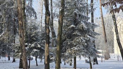 Голуб