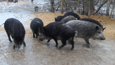 Депутату від забороненої партії ОПЗЖ Сумська облрада передала 14 тисяч гектарів мисливських угідь