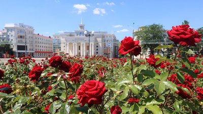 Херсон, погода, природа, літо, квіти, троянди, площа Свободи
