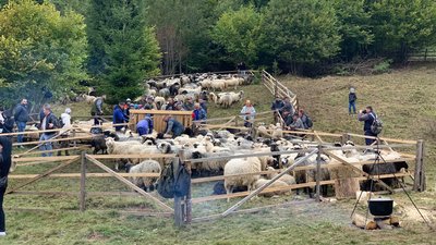 У селі на Закарпатті вівчарі відзначили "розлучення овець"