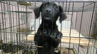 Як у луцькій "Ласці" стерилізують і вакцинують тварин