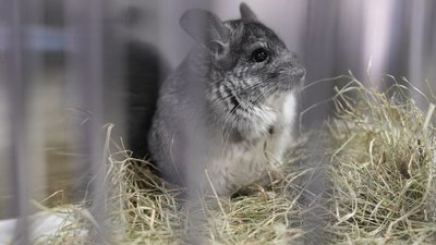 шиншили, евакуація тварин, Покровське, Дніпропетровщина