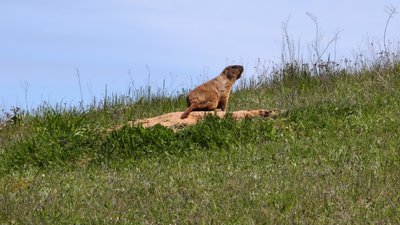 У Диканській ТГ знищують червонокнижних байбаків