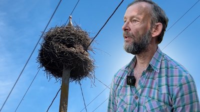 кільцювання білого лелеки