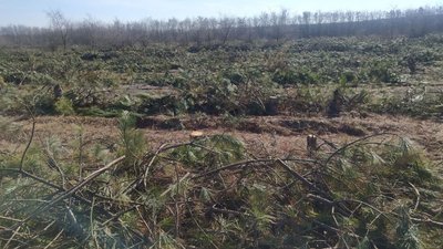 На Одещині суд арештував майно підприємця, який спиляв 150 тисяч дерев