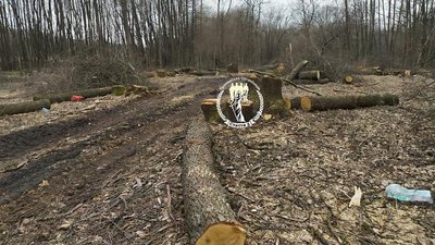 Світловодчани зупинили вирубку дубів у Кирилівському лісництві. Поліція перевіряє законність Світловодчани зупинили вирубку дубів у Кирилівському лісництві. Поліція перевіряє законність