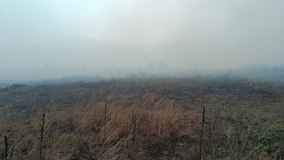 В Пристанційному загорівся ліс В Пристанційному загорівся ліс