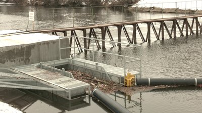 Загибель качок на річці Уди у Харкові: воду перевірять Загибель качок на річці Уди у Харкові: воду перевірять