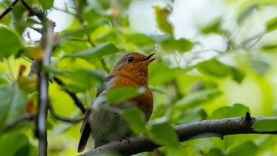 Тернополянин фотографує рідкісних птахів Тернополянин фотографує рідкісних птахів