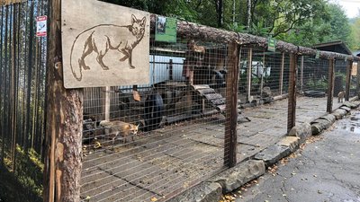 "Zbir для Zvir": бібліотеки Львова організували благодійну акцію для тварин