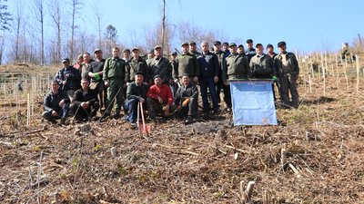 Тризуб із понад тисячі дерев. На Прикарпатті лісівники "висадили" малий Герб України
