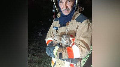Трьох цуценят врятували вогнеборці під час пожежі на Закарпатті