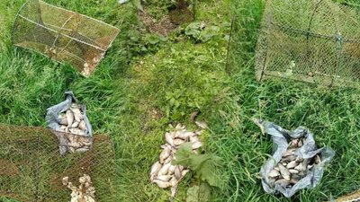 Риба на Чернігівщині: викрили браконьєрів, які виловили 132 карасів на майже 209 тис. грн