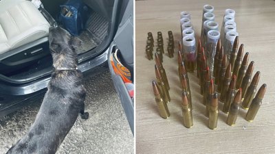 Собака львівських прикордонників знайшов у авто українця 57 набоїв для зброї