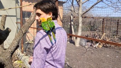 Грак Річард з зламаним крилом, яструб Картопля не літає. Такі птахи живуть у кропивницькому притулку