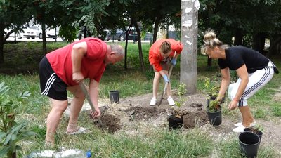 У Житомирі встановили рекорд України з висадки троянд за обмежений час У Житомирі встановили рекорд України з висадки троянд за обмежений час