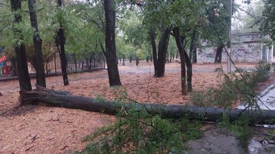 Крим, Севастополь, негода, повалене дерево, штормове попередження