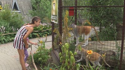 Нова зачіска для лами і переселення гусарів: у Луцькому зоопарку працюють ветеринари з Києва Нова зачіска для лами і переселення гусарів: у Луцькому зоопарку працюють ветеринари з Києва
