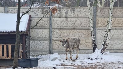 екоферма, Довжик, бичок, втік, придбали, зникаюча порода екоферма, Довжик, бичок, втік, придбали, зникаюча порода