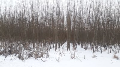 На Житомирщині показали ТЕС, яка виробляє електроенергію з вербної біомаси