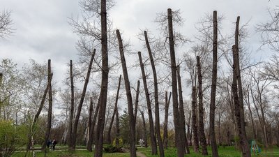 Європейські стандарти догляду за міськими деревами чи омолоджувальні методи: яка подальша доля дерев у Запоріжжі Європейські стандарти догляду за міськими деревами чи омолоджувальні методи: яка подальша доля дерев у Запоріжжі