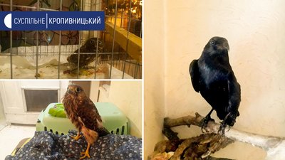 На кухні у Ірини Лісовської живуть 19 птахів На кухні у Ірини Лісовської живуть 19 птахів
