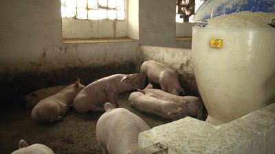 У Житомирі фермер веде відеоблог про свиней з власного господарства У Житомирі фермер веде відеоблог про свиней з власного господарства