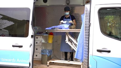 Безкоштовна стерилізація та вакцинація безпритульних тварин Безкоштовна стерилізація та вакцинація безпритульних тварин