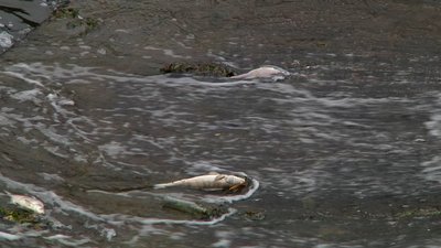 У Житомирі екоінспекція рахує збитки від мору риби в Тетереві У Житомирі екоінспекція рахує збитки від мору риби в Тетереві