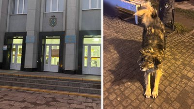 У громаді на Житомирщині за 5 мільйонів гривень регулюватимуть чисельність безпритульних тварин
