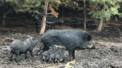 У лісах Полтавщини проживає понад 90 тисяч хутрових звірів та пів мільйона птахів У лісах Полтавщини проживає понад 90 тисяч хутрових звірів та пів мільйона птахів