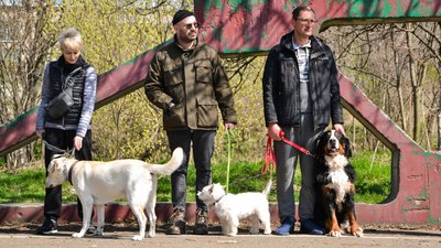 В Одесі оголосили "собачу мобілізацію". ФОТО, ВІДЕО
