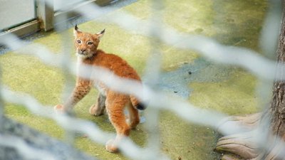 У вінницькому Подільському зоопарку поселилася рись-переселенка з Миколаєва У вінницькому Подільському зоопарку поселилася рись-переселенка з Миколаєва