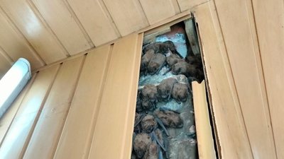 У Харкові врятували понад 900 кажанів, які зимували в обшивці балкона