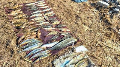 Вилучена риба Вилучена риба