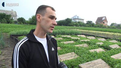 Сергій Ланчук розповідає, що равликів вирощують під спеціальними щитами. Фото: Суспільне Сергій Ланчук розповідає, що равликів вирощують під спеціальними щитами. Фото: Суспільне