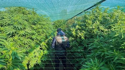 наркотики, коноплі, кримінал, Дніпро