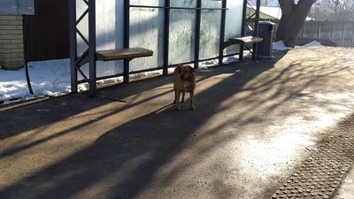 Не ламати будки для тварин — просять вінничан волонтери Не ламати будки для тварин — просять вінничан волонтери