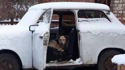 У Новому в притулку для тварин замерзли труби водопостачання. Тваринам бракує води У Новому в притулку для тварин замерзли труби водопостачання. Тваринам бракує води