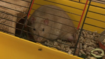 готель для тварин харків готель для тварин харків