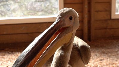 У Черкаському зоопарку виходжують пелікана, який відбився від зграї