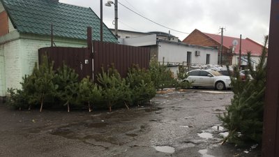 «Щороку купляю»: у Полтаві не було повідомлень про незаконні місця продажу новорічних дерев «Щороку купляю»: у Полтаві не було повідомлень про незаконні місця продажу новорічних дерев